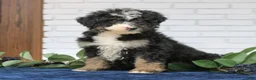 Mini Bernedoodle dogs for sale: Sadie  - Ad 3