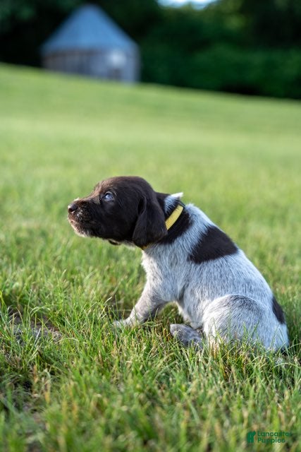 German Wirehaired Pointer dogs Girl 3 (Yellow Collar) - Ad 1