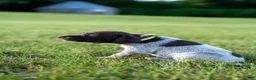 German Wirehaired Pointer dogs for sale: Girl 3 (Yellow Collar) - Ad 1