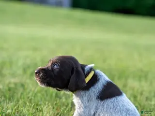 German Wirehaired Pointer dogs Girl 3 (Yellow Collar) - Ad 1