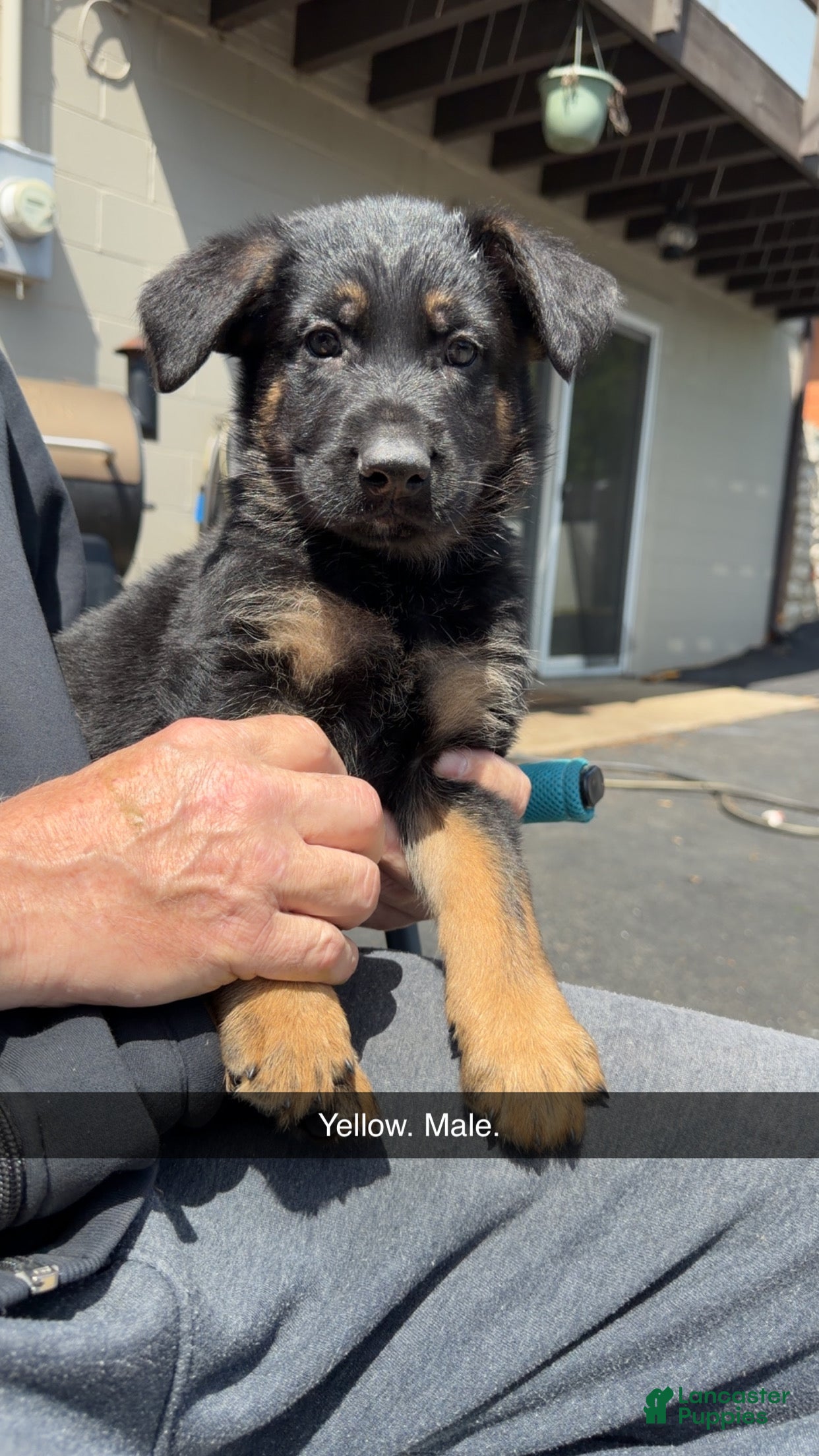 German Shepherd dogs German Shepherd Puppy 5 - Ad 1