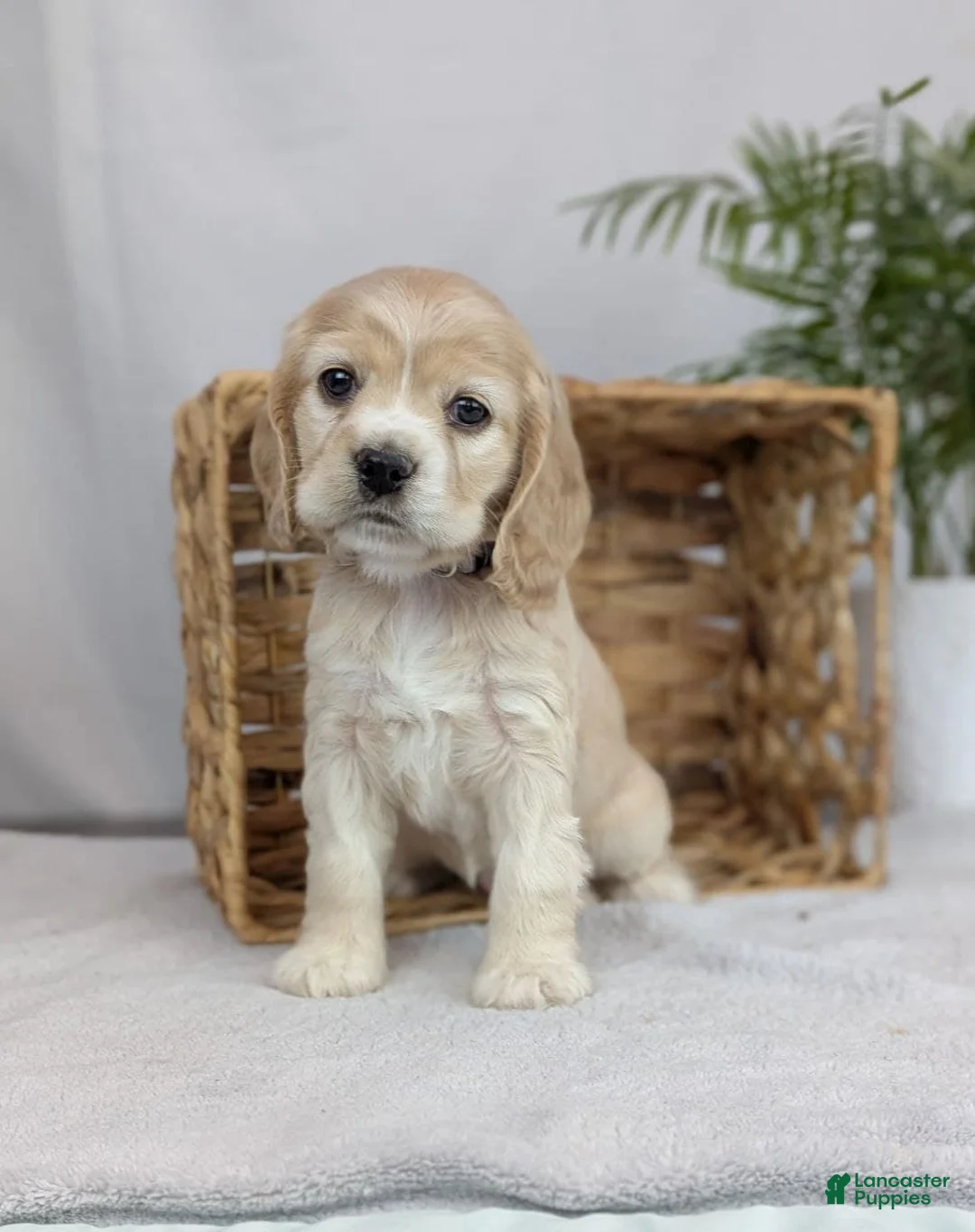 Cocker Spaniel dogs for sale: Cocker Spaniel Puppy 5 - Ad 5
