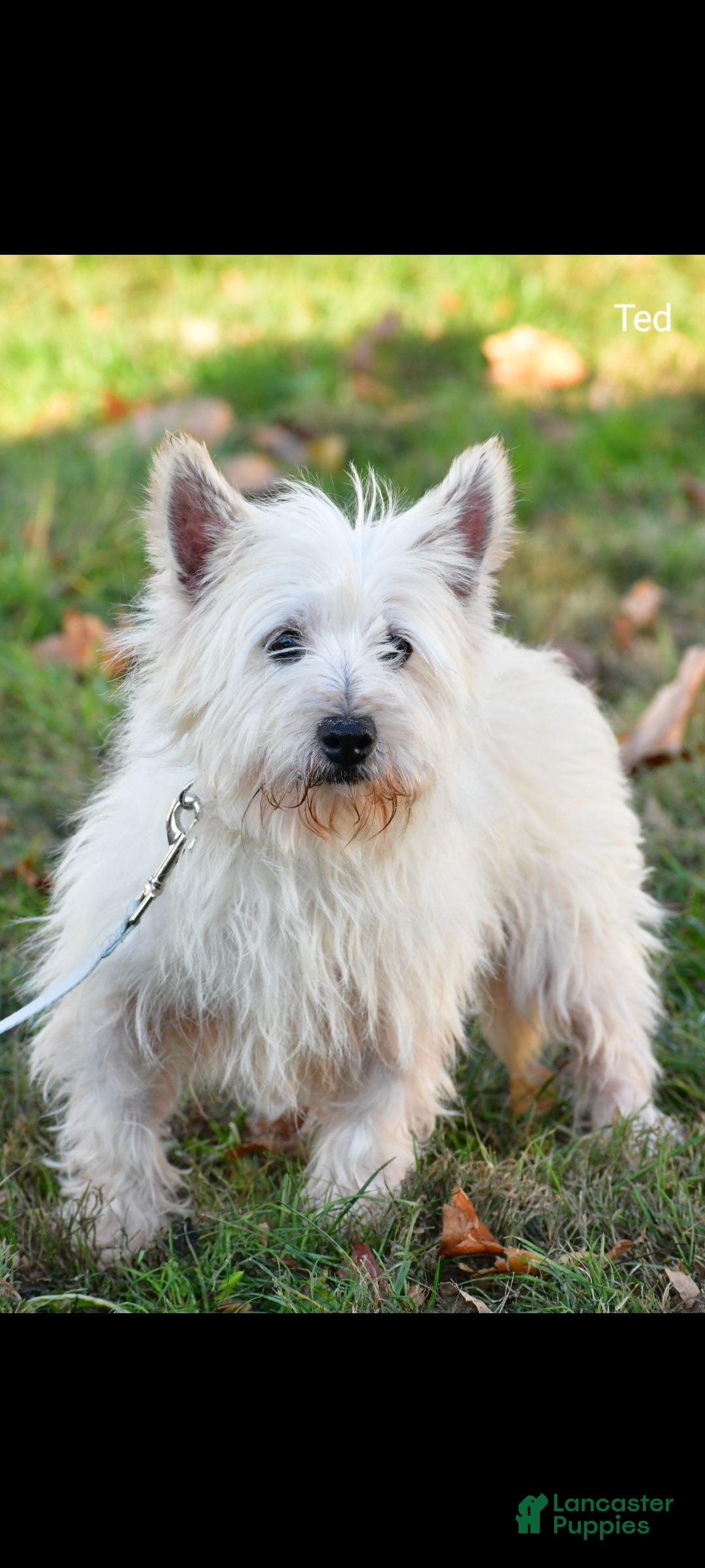 West Highland Terrier dogs for sale: Mae - Ad 9