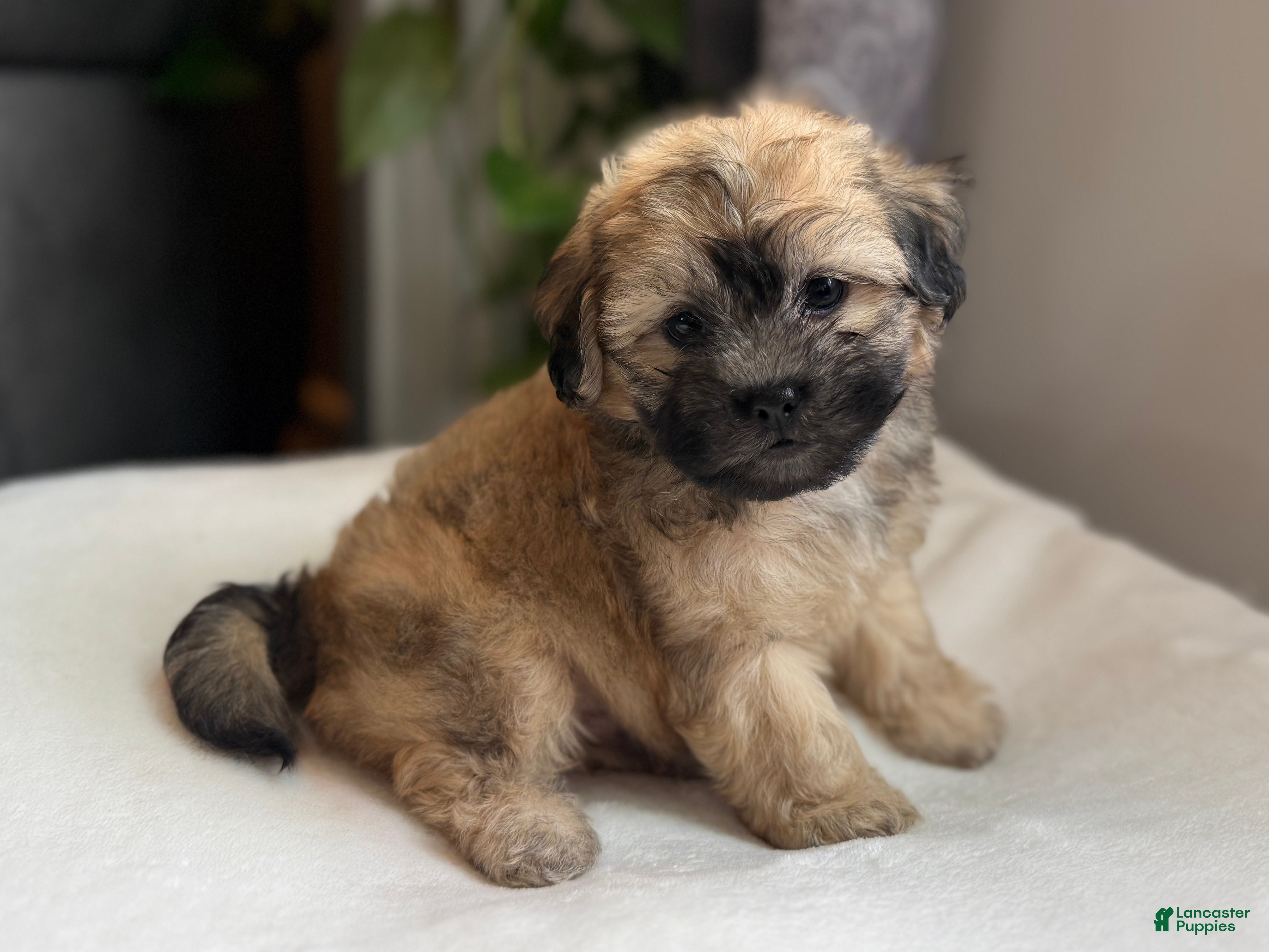 Shihpoo dogs Moe - Ad 33