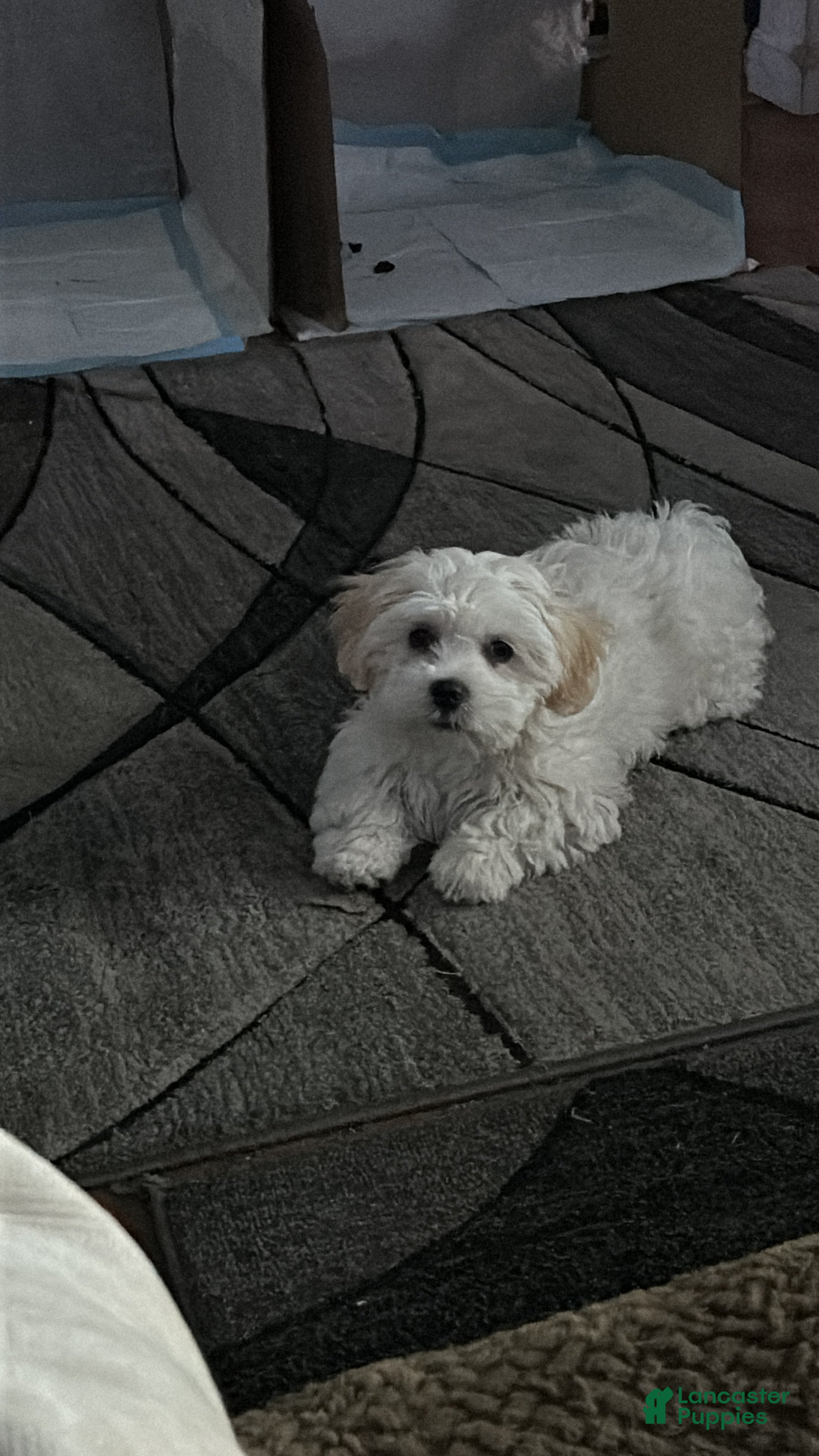 Lhasa Apso dogs Lhasa Apso Puppy 2 - Ad 4