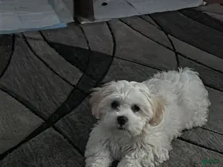 Lhasa Apso dogs Lhasa Apso Puppy 2 - Ad 4