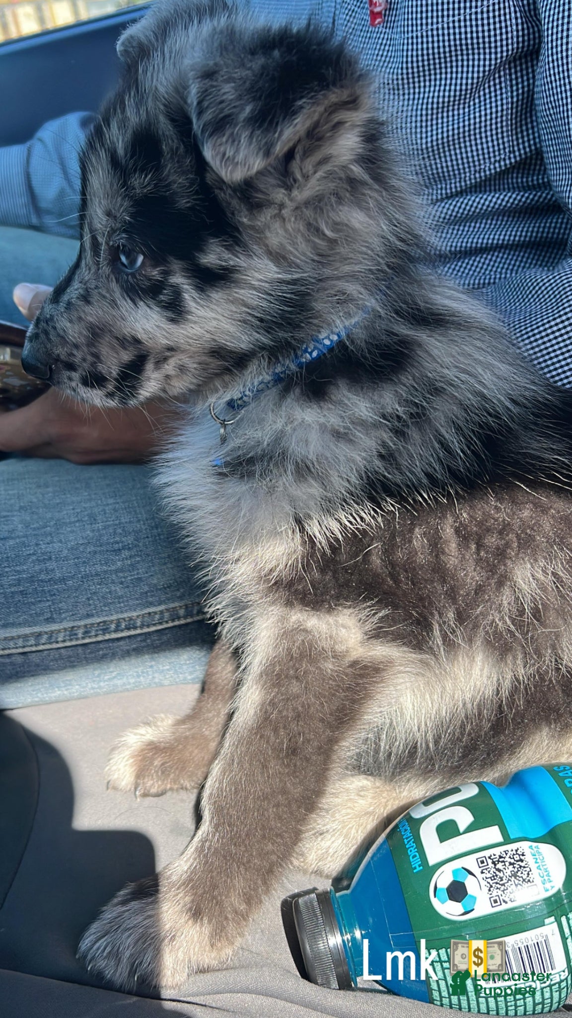 Mixed Breed dogs Mixed Breed Puppy 2 - Ad 32