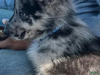 Mixed Breed dogs Mixed Breed Puppy 2 - Ad 17