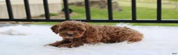 Cockapoo dogs for sale: Phoebe  - Ad 8