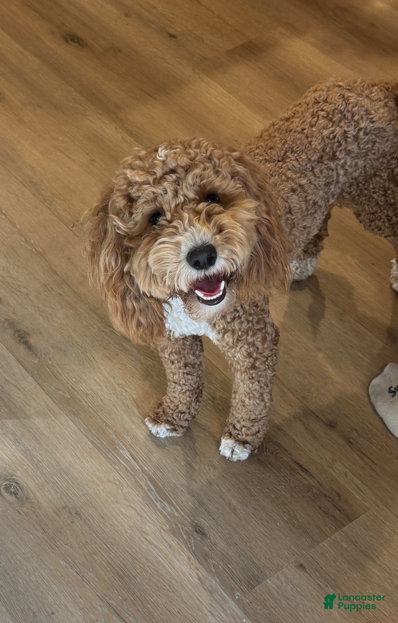 Mini Goldendoodle dogs Poppy - Ad 2