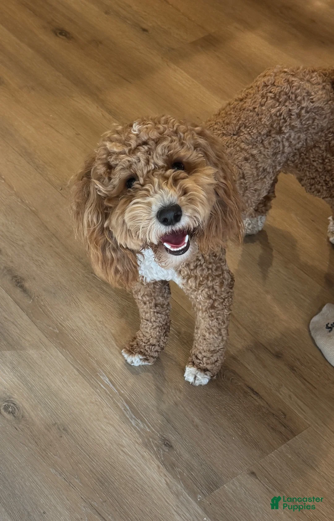 Mini Goldendoodle dogs for sale: Violet - Ad 2