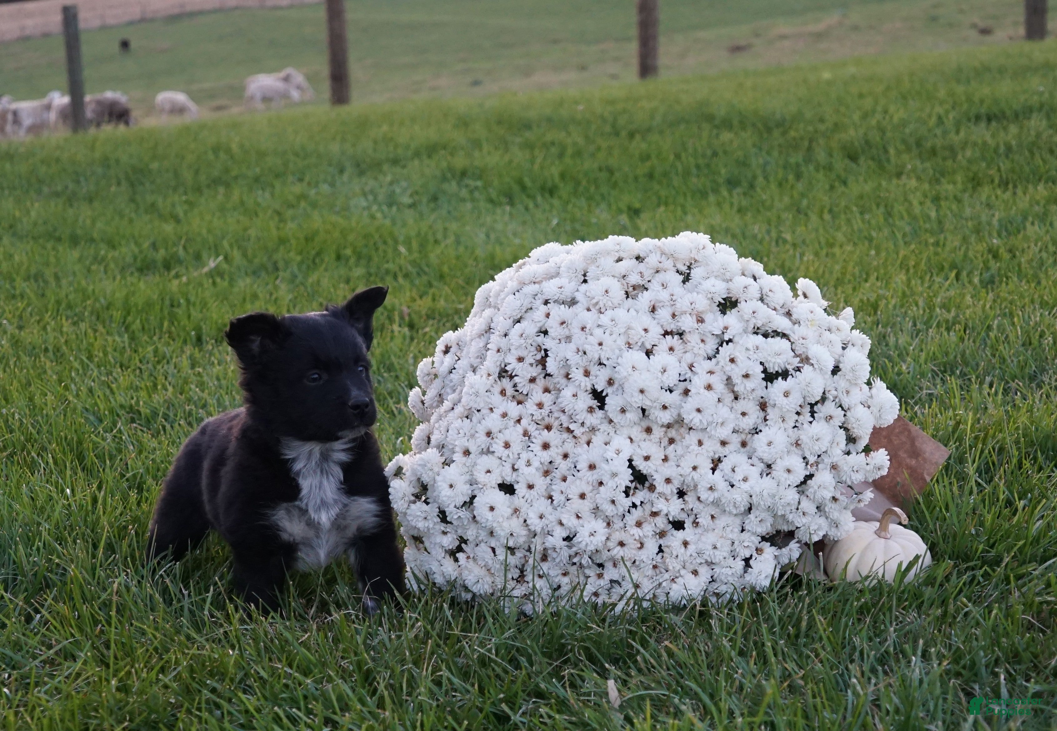 Mixed Breed dogs Albert - Ad 16