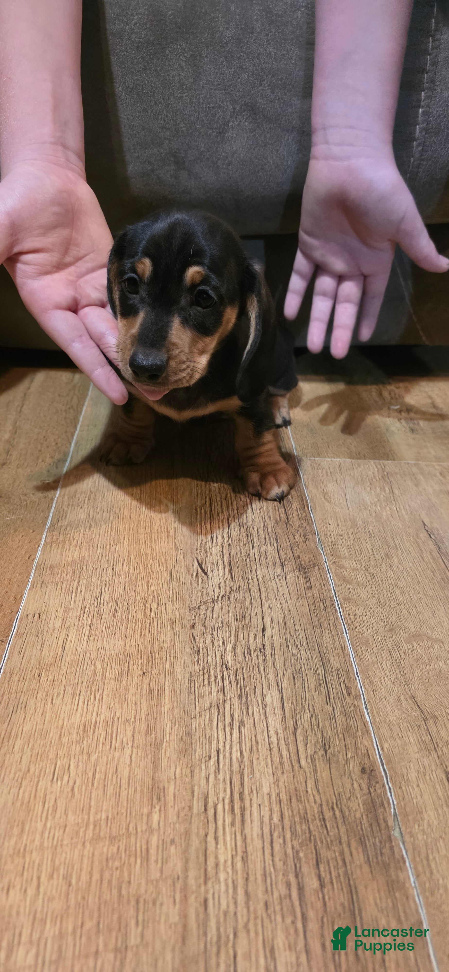 Miniature Dachshund dogs Miniature Dachshund Puppy 3 - Ad 41