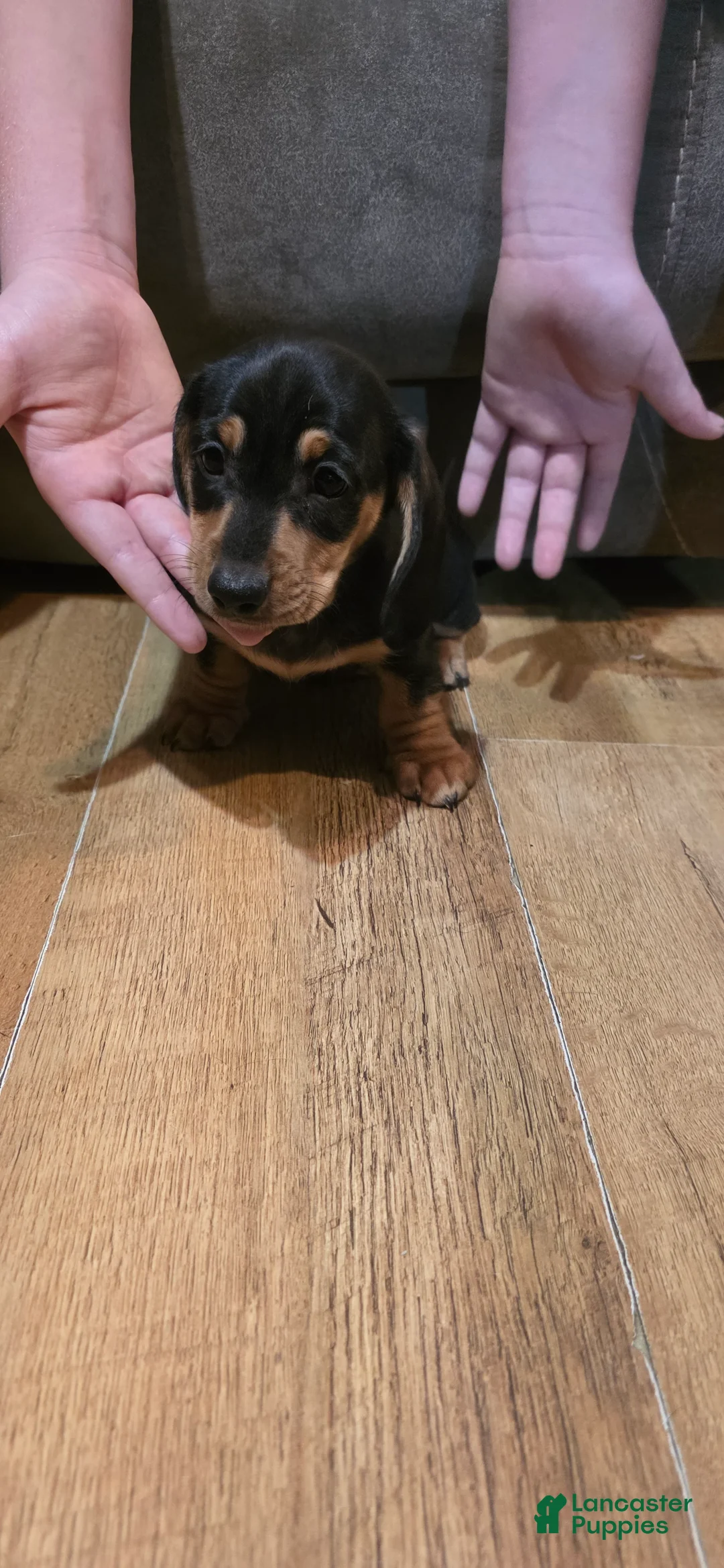 Miniature Dachshund dogs for sale: Miniature Dachshund Puppy 3 - Ad 1