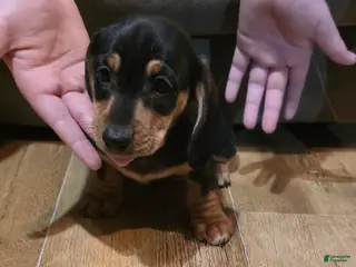 Miniature Dachshund dogs Miniature Dachshund Puppy 3 - Ad 41