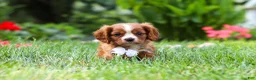 Cavalier King Charles Spaniel dogs for sale: Charlie - Ad 4
