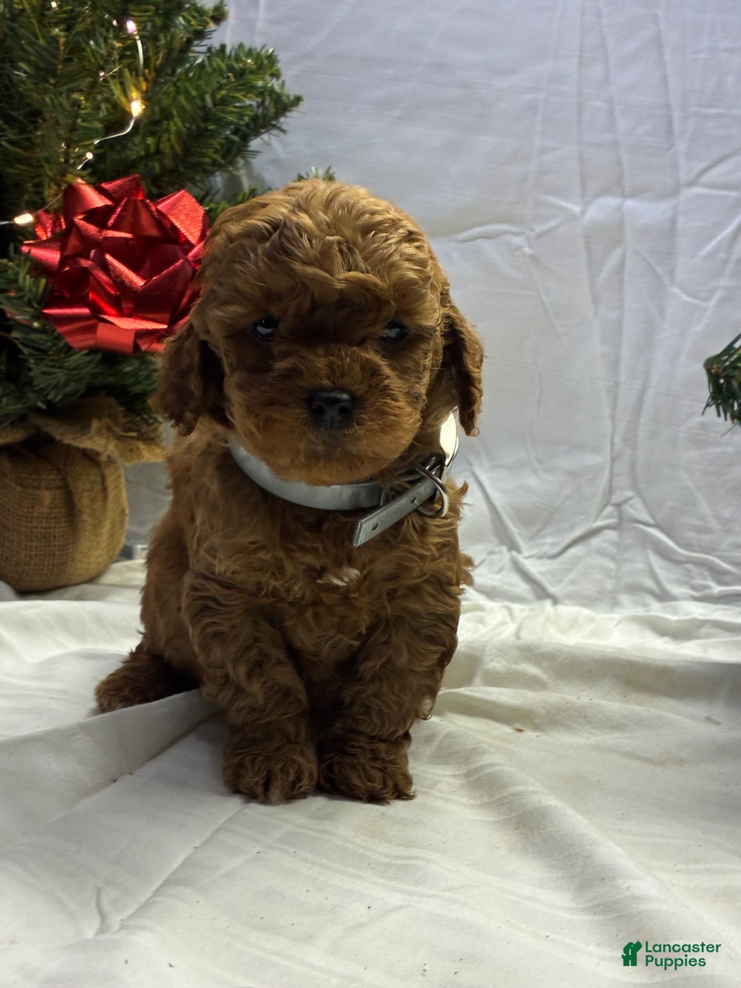 Mini Goldendoodle dogs for sale: Biscuit - Ad 1