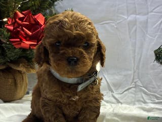 Mini Goldendoodle dogs Biscuit - Ad 33