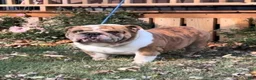English Bulldog dogs for sale: Blue Fawn n tan (Merle) gen health tested CLEAR - Ad 4