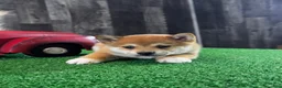 Shiba Inu dogs for sale: Igloo - Ad 5