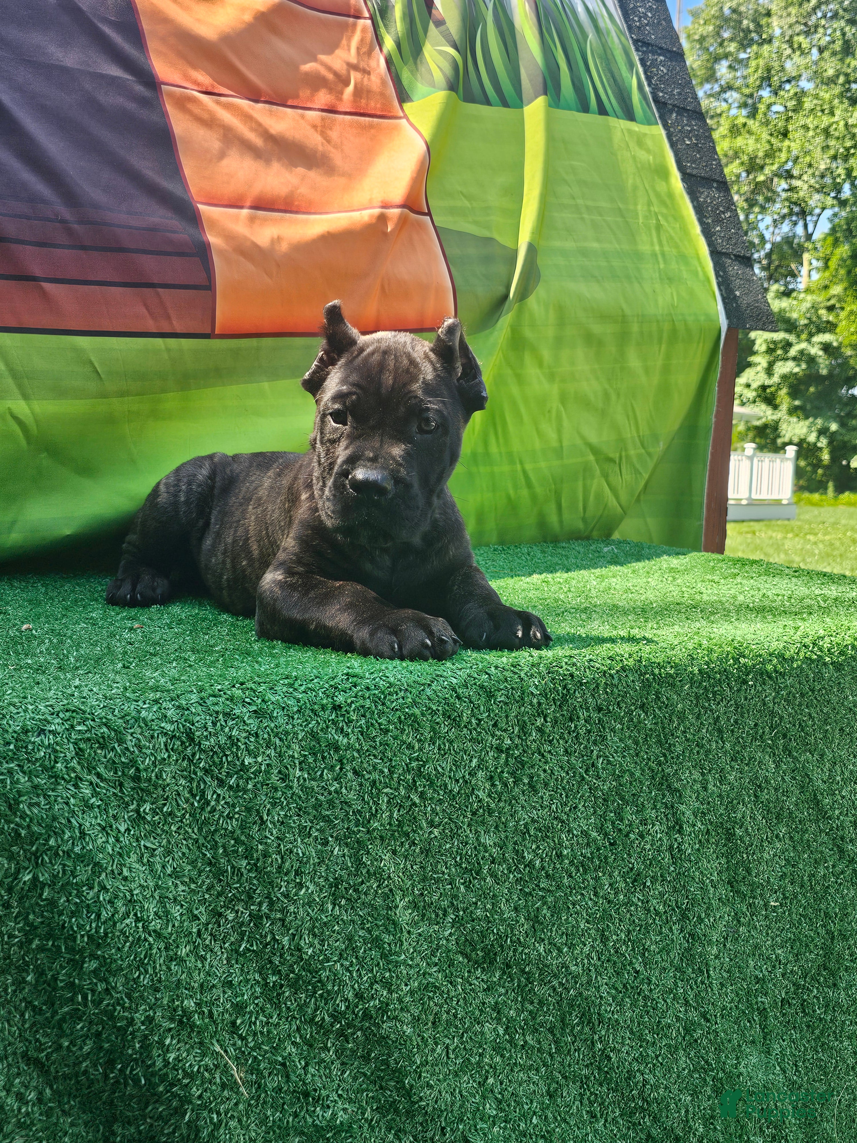 Cane Corso dogs SKY - Ad 1
