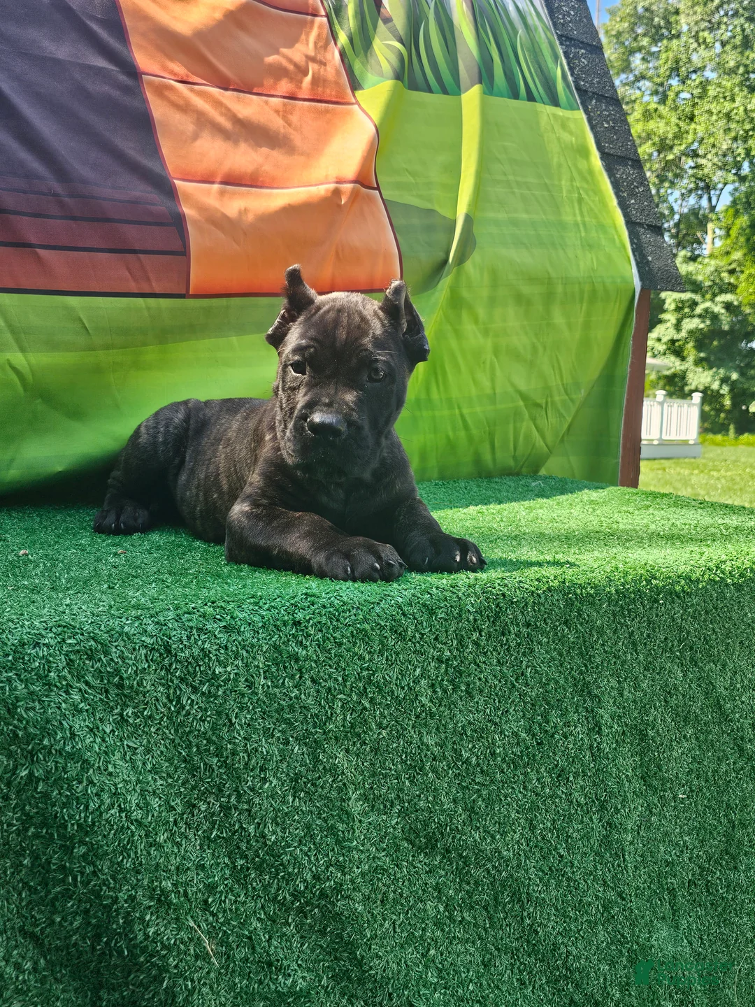 Cane Corso dogs for sale: SKY - Ad 1