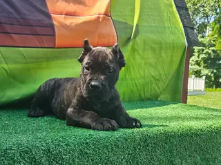 Cane Corso dogs for sale: SKY - Ad 4