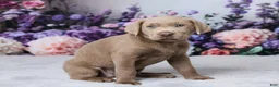 Labrador Retriever dogs for sale: Dolly - Ad 4