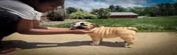 English Bulldog dogs for sale: Penelope  - Ad 5