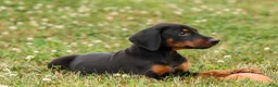 Doberman Pinscher dogs for sale: DIESEL - Ad 2