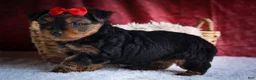 Yorkshire Terrier dogs for sale: DOC - Ad 19