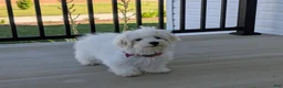 Maltese dogs for sale: Gus 7 lbs Full Grown - Ad 6