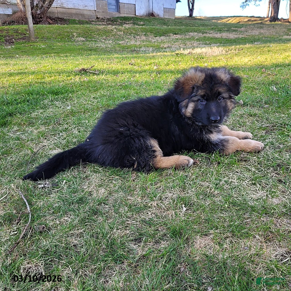 German Shepherd dogs Betsy - Ad 2