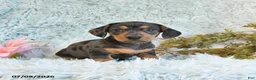 Miniature Dachshund dogs for sale: Buster - Ad 4