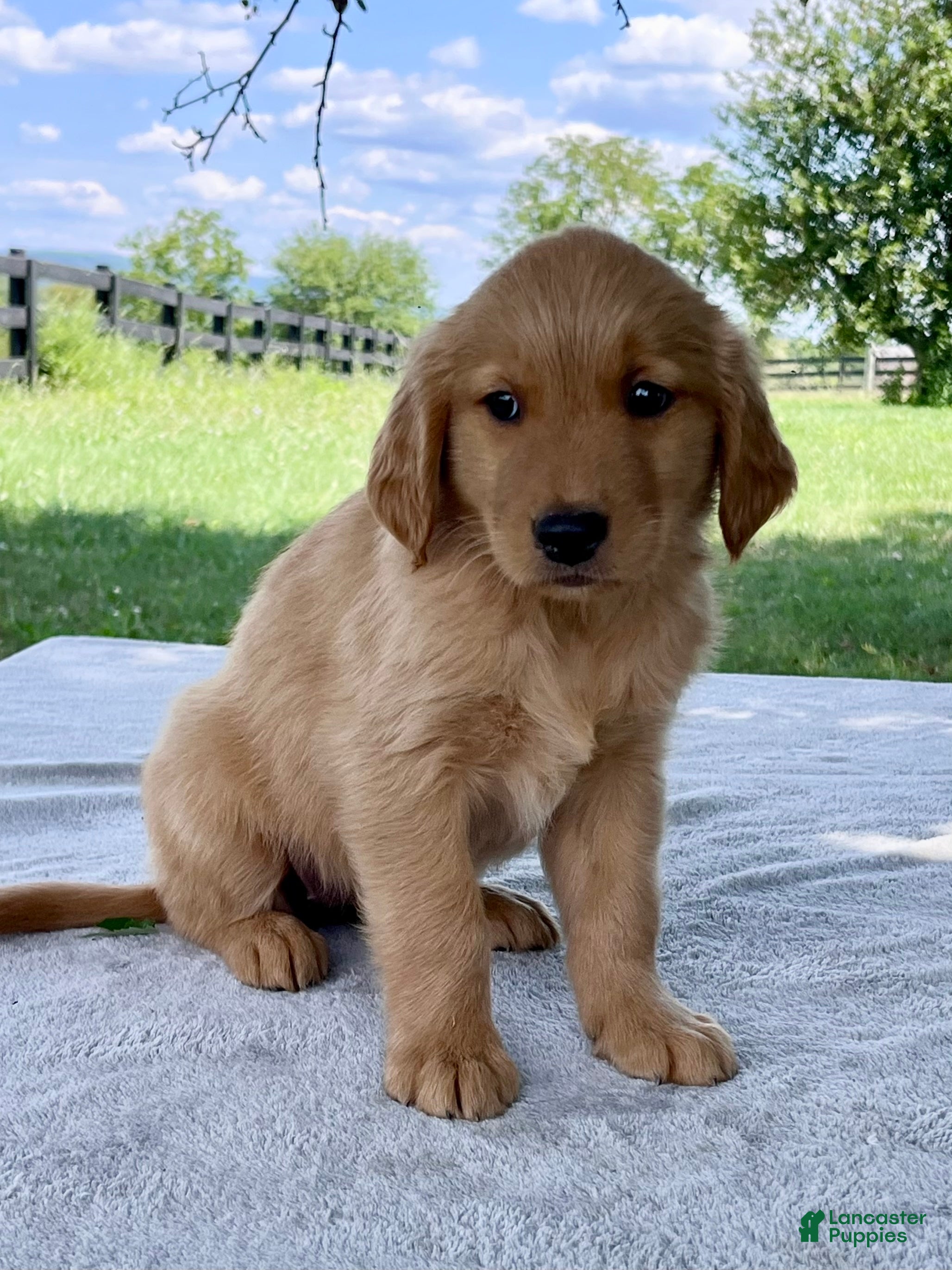 Golden Retriever dogs Daphne - Ad 2