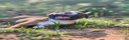 Staffordshire Bull Terrier dogs for sale: Foyt  - Ad 3