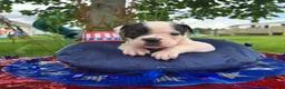 Olde English Bulldogge dogs for sale: Bonnie - Ad 9