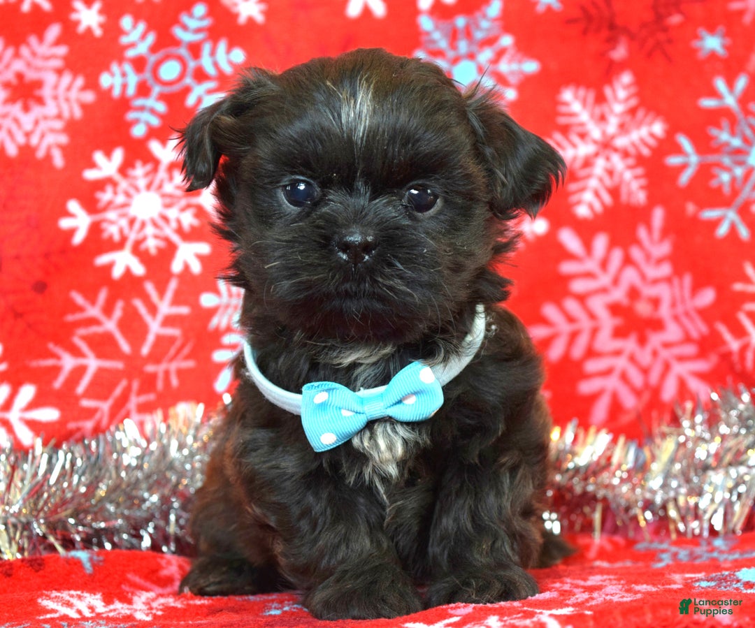 Shih Tzu dogs for sale: Toby - Ad 3