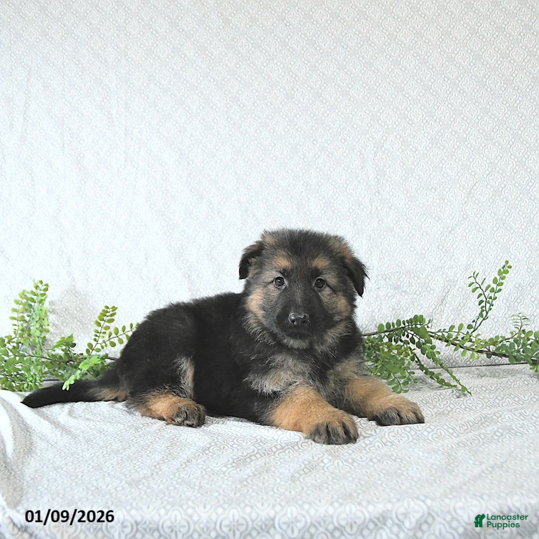 German Shepherd dogs for sale: Bruno - Ad 4