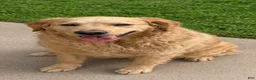 Goberian dogs for sale: Axel - Ad 3