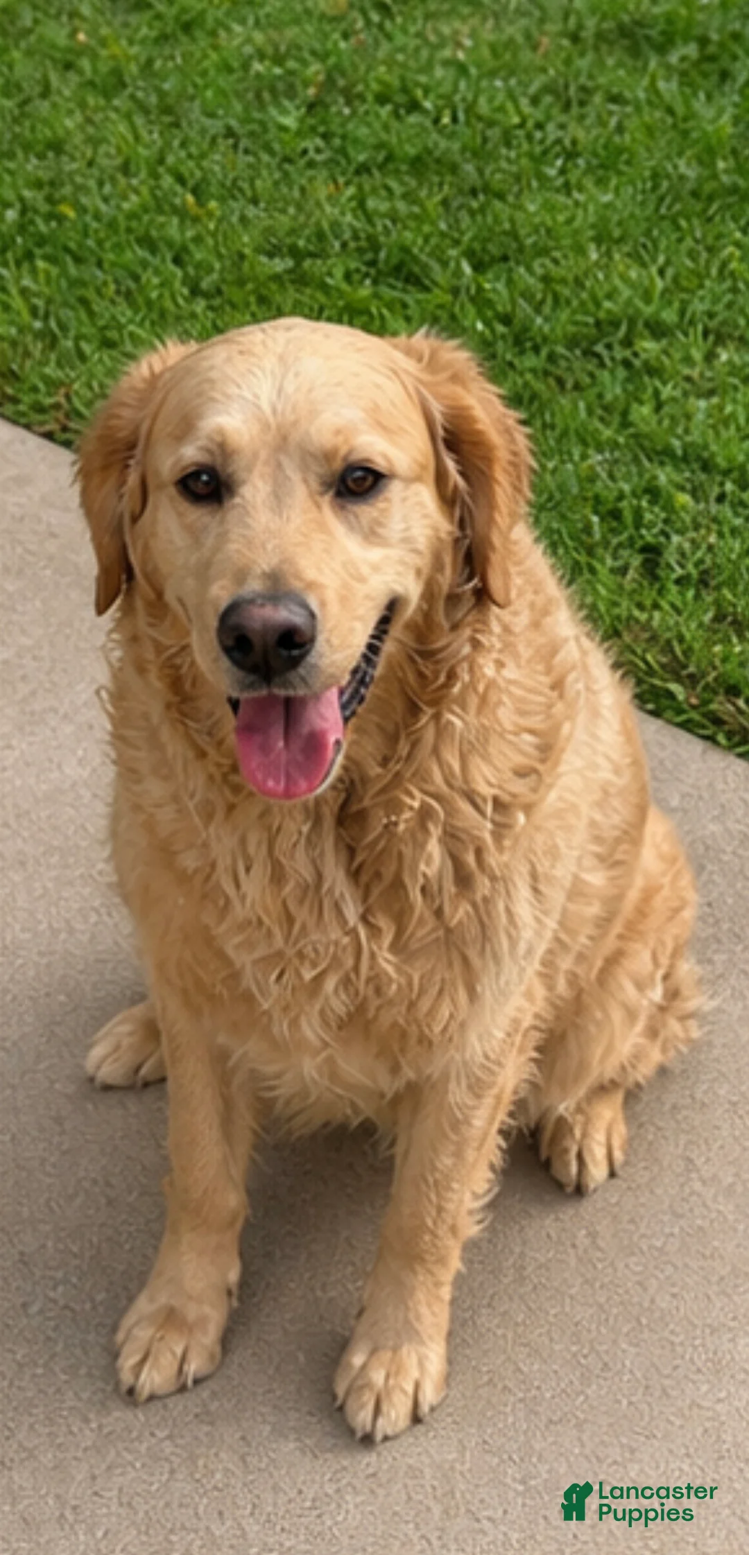 Goberian dogs for sale: Axel - Ad 3
