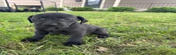 Labrador Retriever dogs for sale: Ruger (Blue) - Ad 11