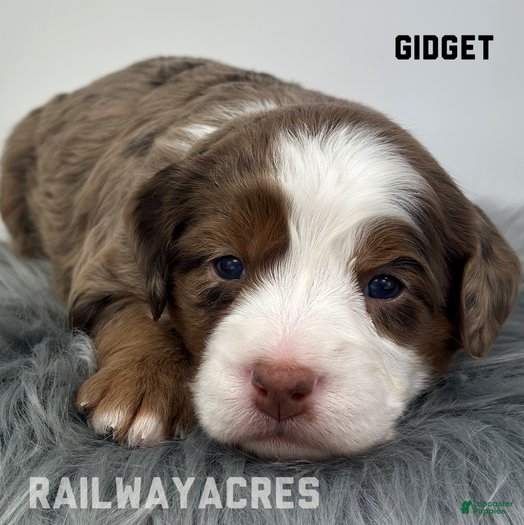 Mixed Breed dogs for sale: Gidget - Ad 2