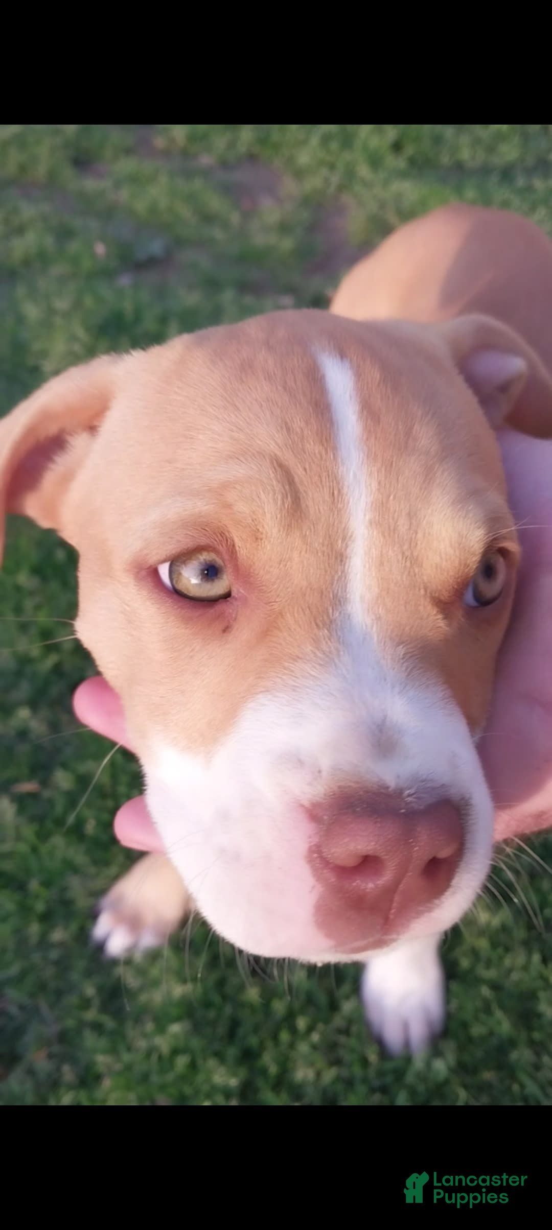 Baby Pitbulls Red Nose Puppies For Sale Near Me American Pit Bull