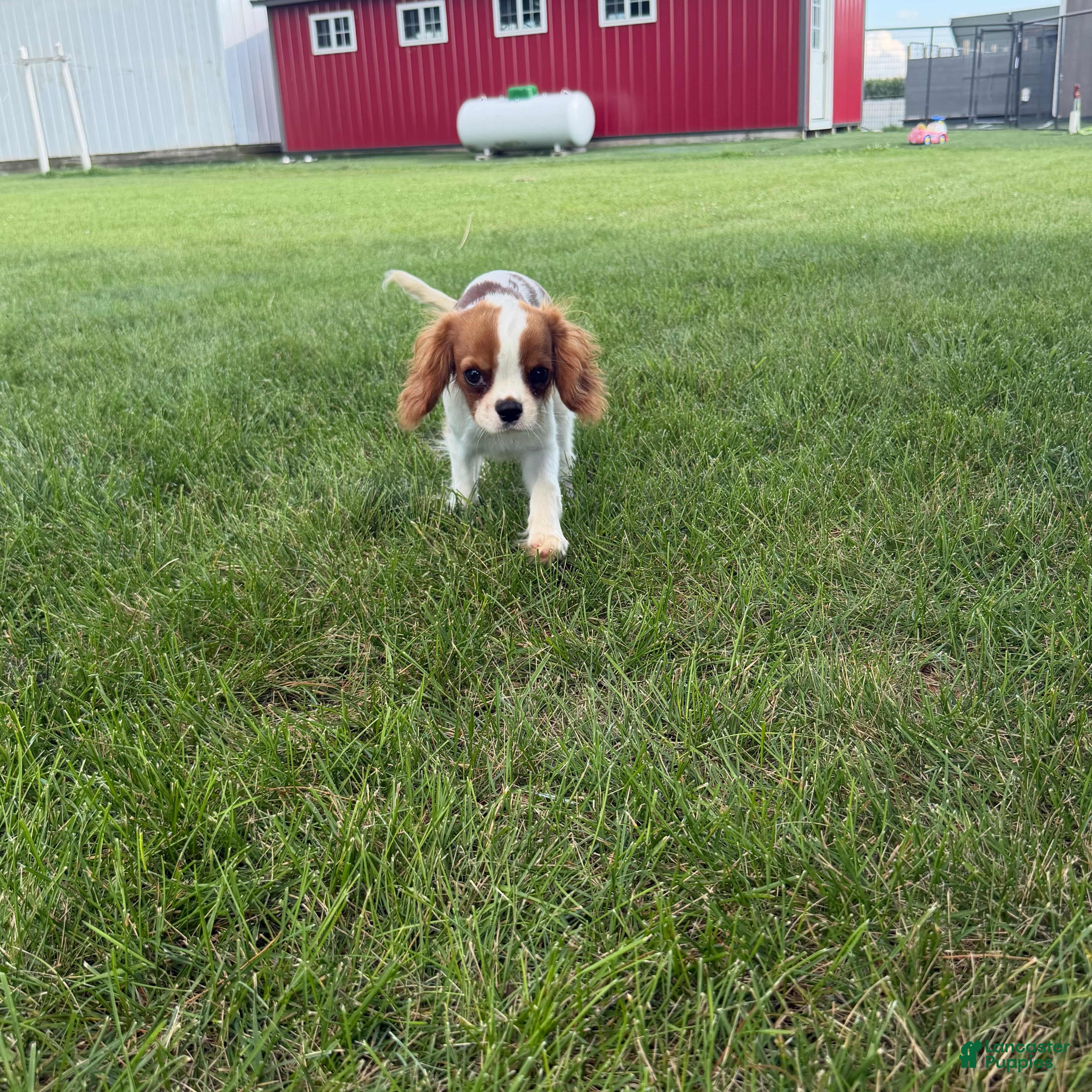 Cavalier King Charles Spaniel dogs Liam Cavalier King Charles Spaniel Puppy  - Ad 1