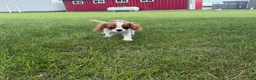 Cavalier King Charles Spaniel dogs for sale: Liam Cavalier King Charles Spaniel Puppy  - Ad 12