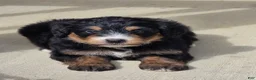 Bernedoodle dogs for sale: Oakley - Ad 1