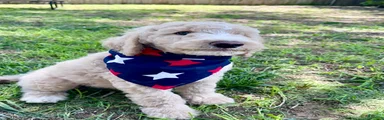 Standard Poodle 4