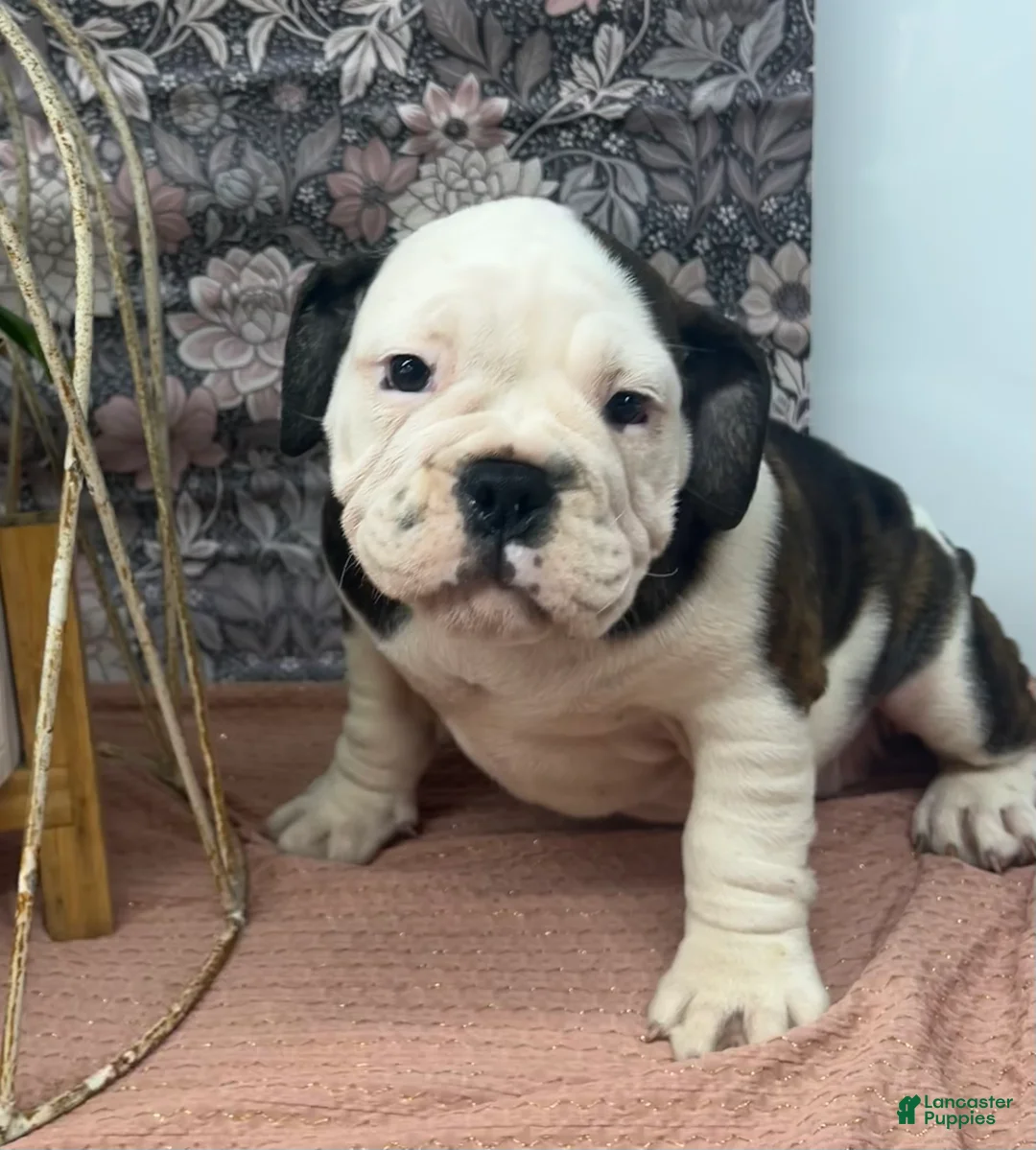 English Bulldog dogs for sale: Lisa - Ad 1