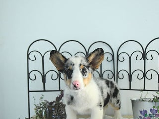 Welsh Corgi Pembroke dogs - Ad 37